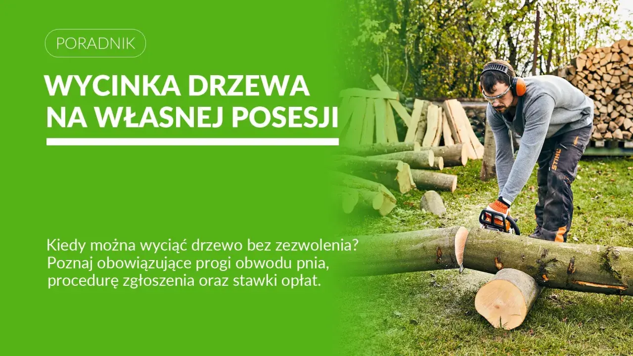 Mężczyzna w okularach i słuchawkach tnie piłą drzewo. Dowiedz się, do kiedy można wycinać drzewa na własnej posesji.