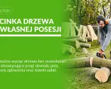 Mężczyzna w okularach i słuchawkach tnie piłą drzewo. Dowiedz się, do kiedy można wycinać drzewa na własnej posesji.