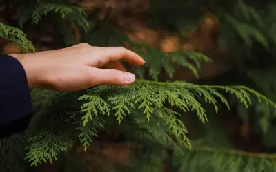 Dłoń dotyka gałęzi tui. Pamiętaj, że kara za wycięcie tui bez zezwolenia może być surowa.