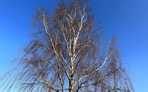 Drzewo brzozy z opadającymi gałęziami na tle błękitnego nieba. Zastanawiasz się, jakie drzewa można wyciąć bez pozwolenia?