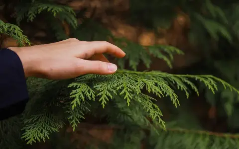 Dłoń dotyka gałęzi tui. Pamiętaj, że kara za wycięcie tui bez zezwolenia może być surowa.