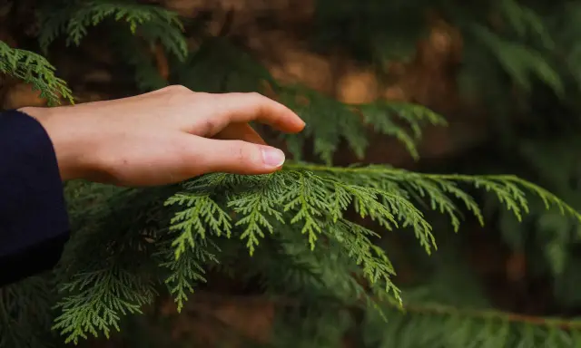 Dłoń dotyka gałęzi tui. Pamiętaj, że kara za wycięcie tui bez zezwolenia może być surowa.